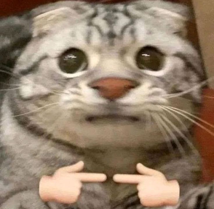 Rean You • tweet media