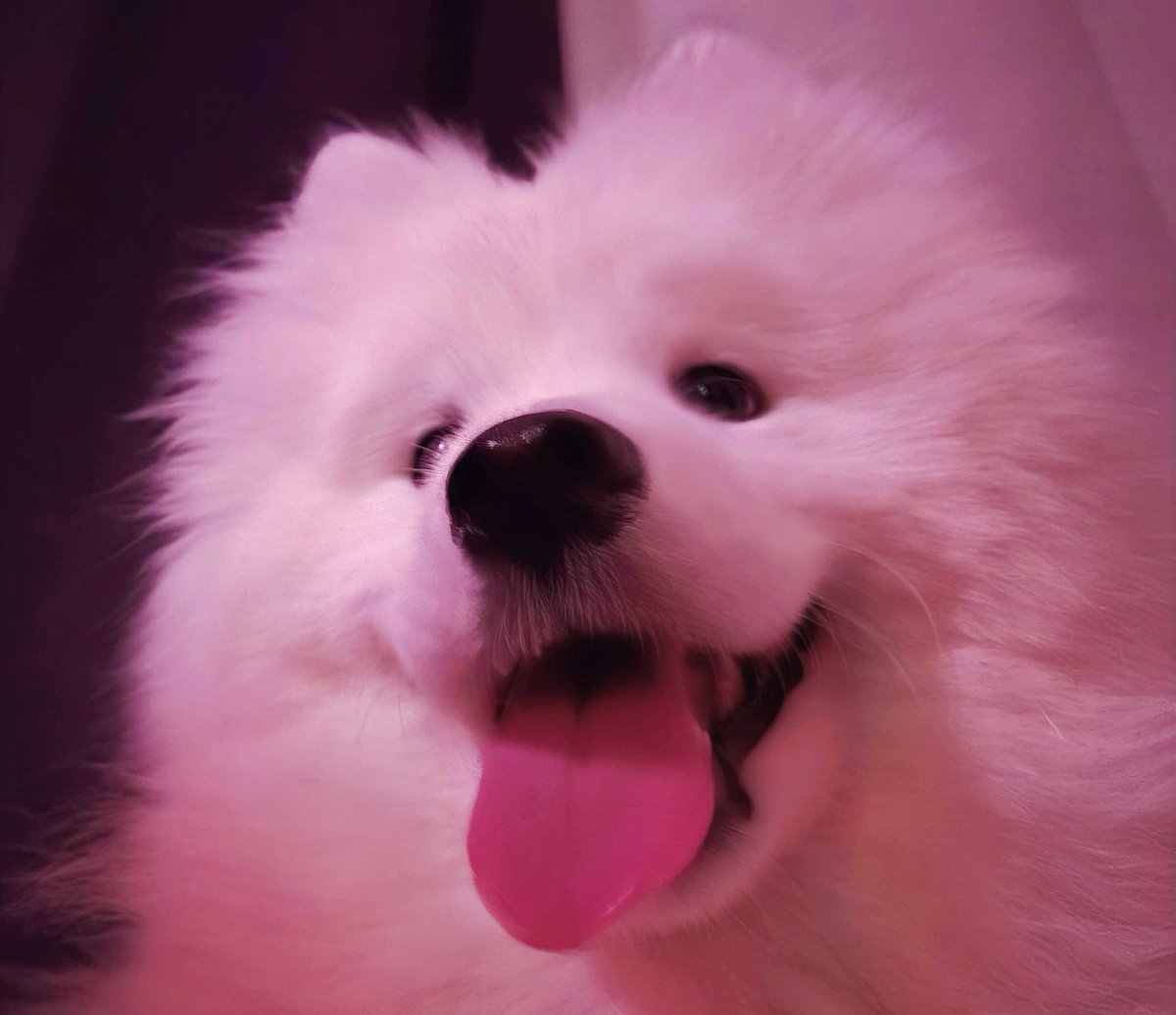 🌸 Silvervale 🌸 tweet media