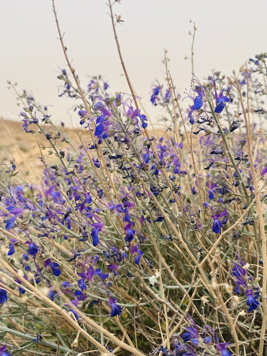 اشجار الرياض tweet media