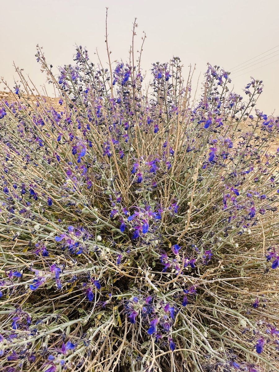 اشجار الرياض tweet media