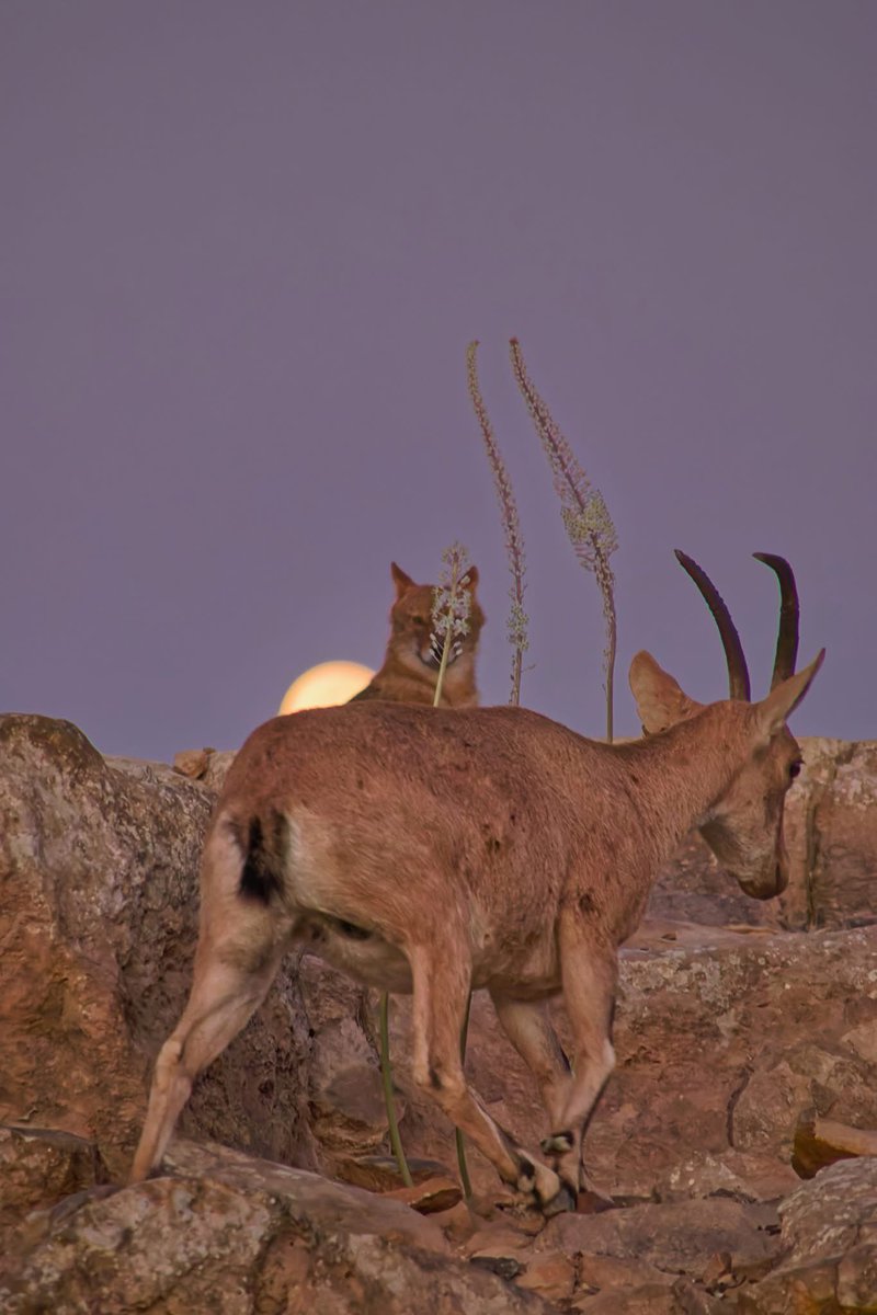 mountain goat tweet media