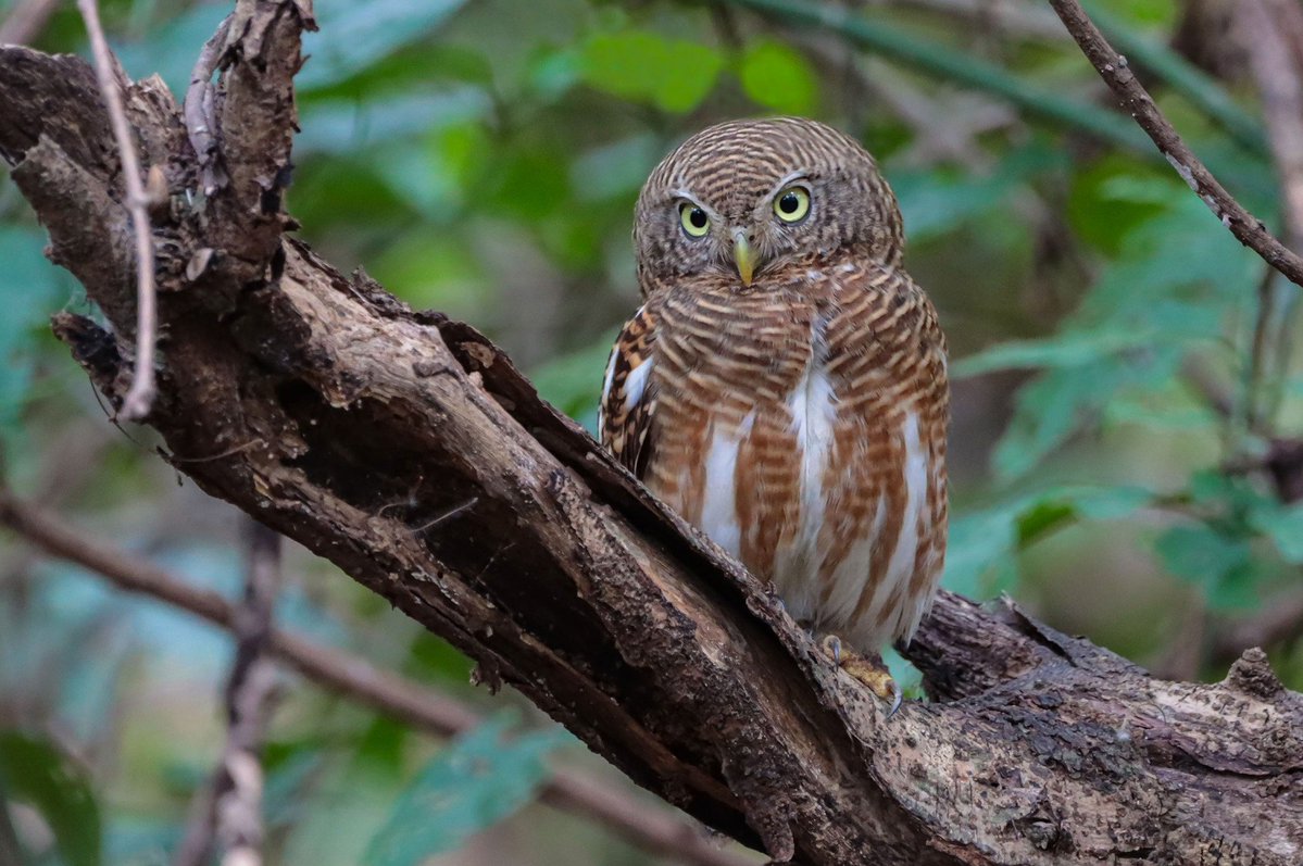 กรมอุทยานแห่งชาติ สัตว์ป่า และพันธุ์พืช tweet media