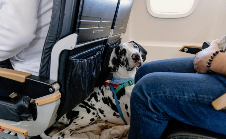 Carico The Lionheart tweet media