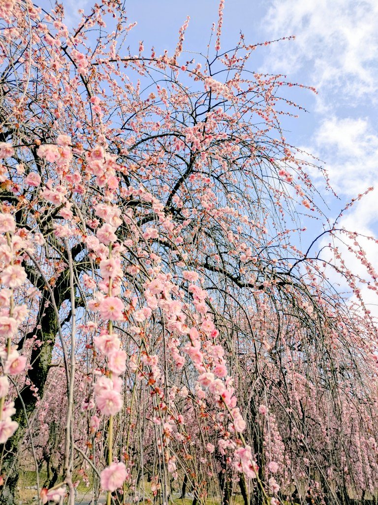 なつき🐤 tweet media