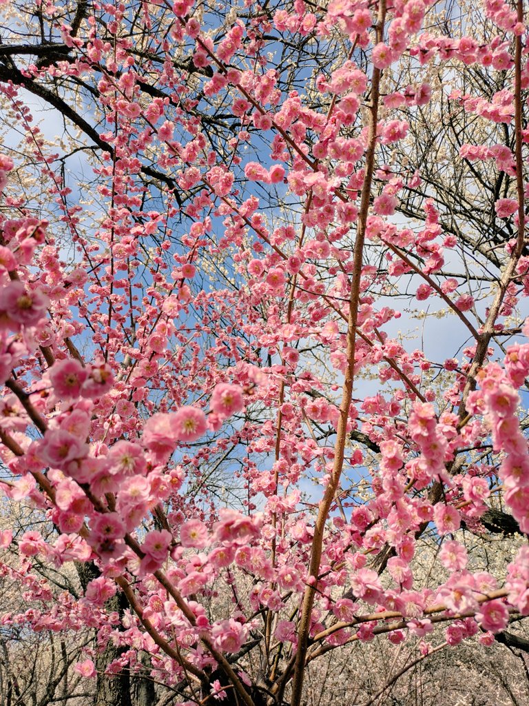 なつき🐤 tweet media