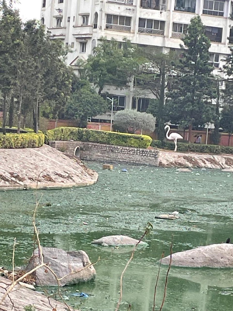 Bicycle Mayor of Hyderabad tweet media