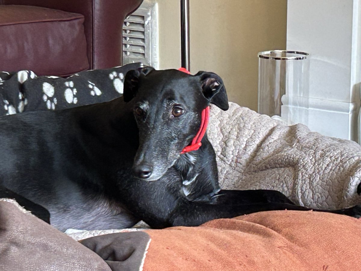 Paul Carpenter tweet media