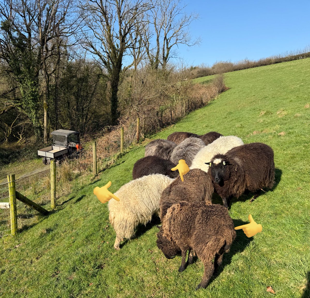 Welsh Organic Tannery 🐏🐐 tweet media