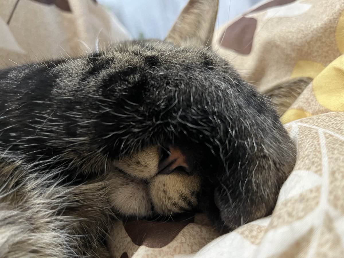 white16rabbit's tweet photo. スグル、いないいない🐈‍⬛ https://t.co/3frThKZ8xA