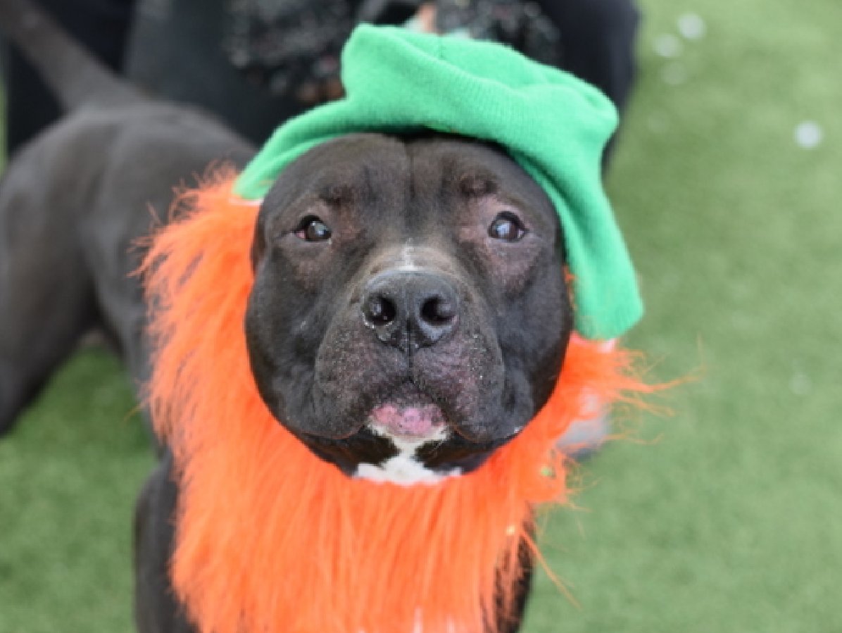 Cozy Paws🐾 tweet media