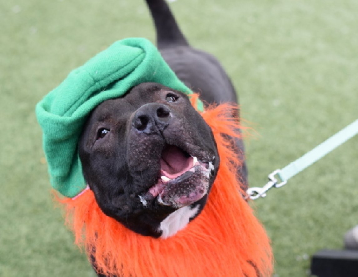 Cozy Paws🐾 tweet media