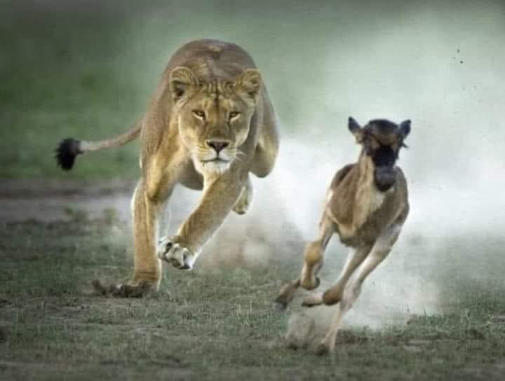 LobiNzambe's tweet photo. Chaque matin une gazelle se réveille en Afrique, elle doit courir plus vite qu'un lion ; Sinon, elle mourra.
 Et chaque matin un lion se réveille, Il doit courir plus vite qu'une gazelle, sinon il mourra de faim. Peu importe qui vous êtes - une gazelle ou un lion ;⤵️ https://t.co/85qhkI9gZ4