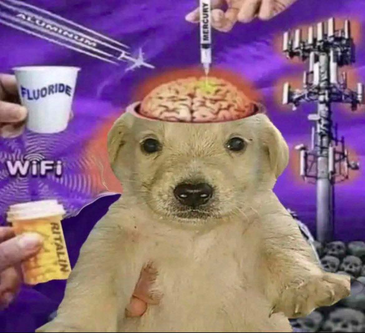 aoif 🦕 tweet media