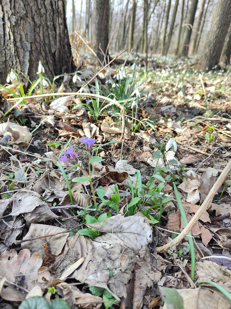 🌐 Amazonia is here tweet media