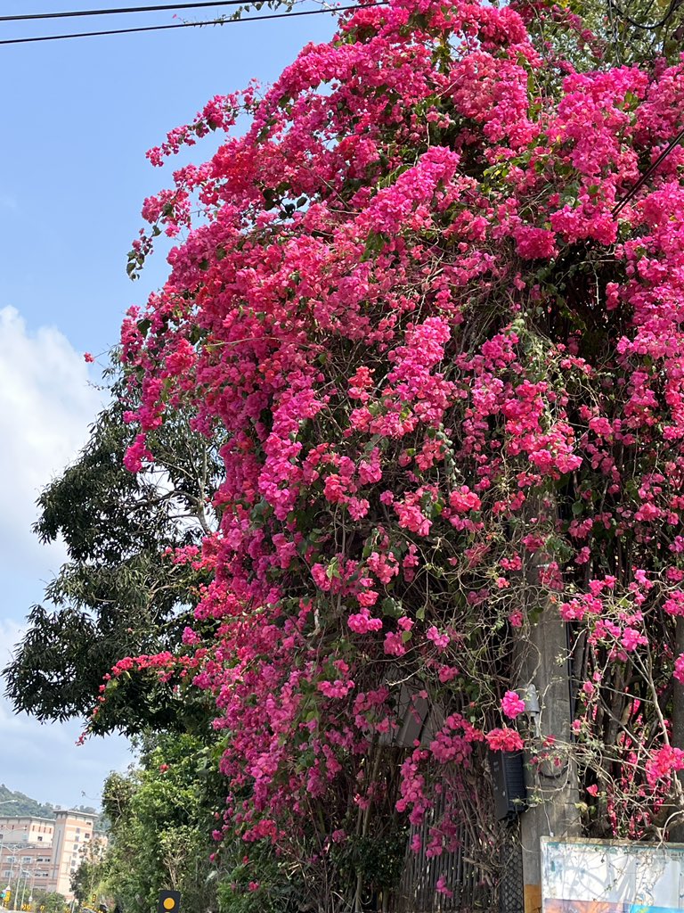 pasido369's tweet image. 路過拍一下九重葛。
.
#九重葛 
#PaperFlower #ブーゲンビリア
#Bougainvillea_spectabilis #Bougainvilleaspectabilis