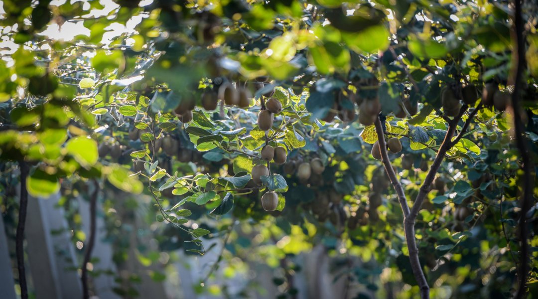 Shandong Official tweet media