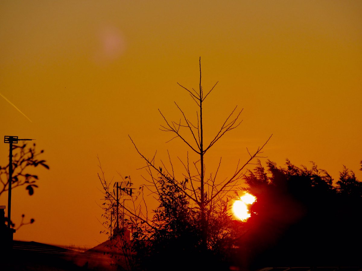 Susan Danielis Marshall tweet media