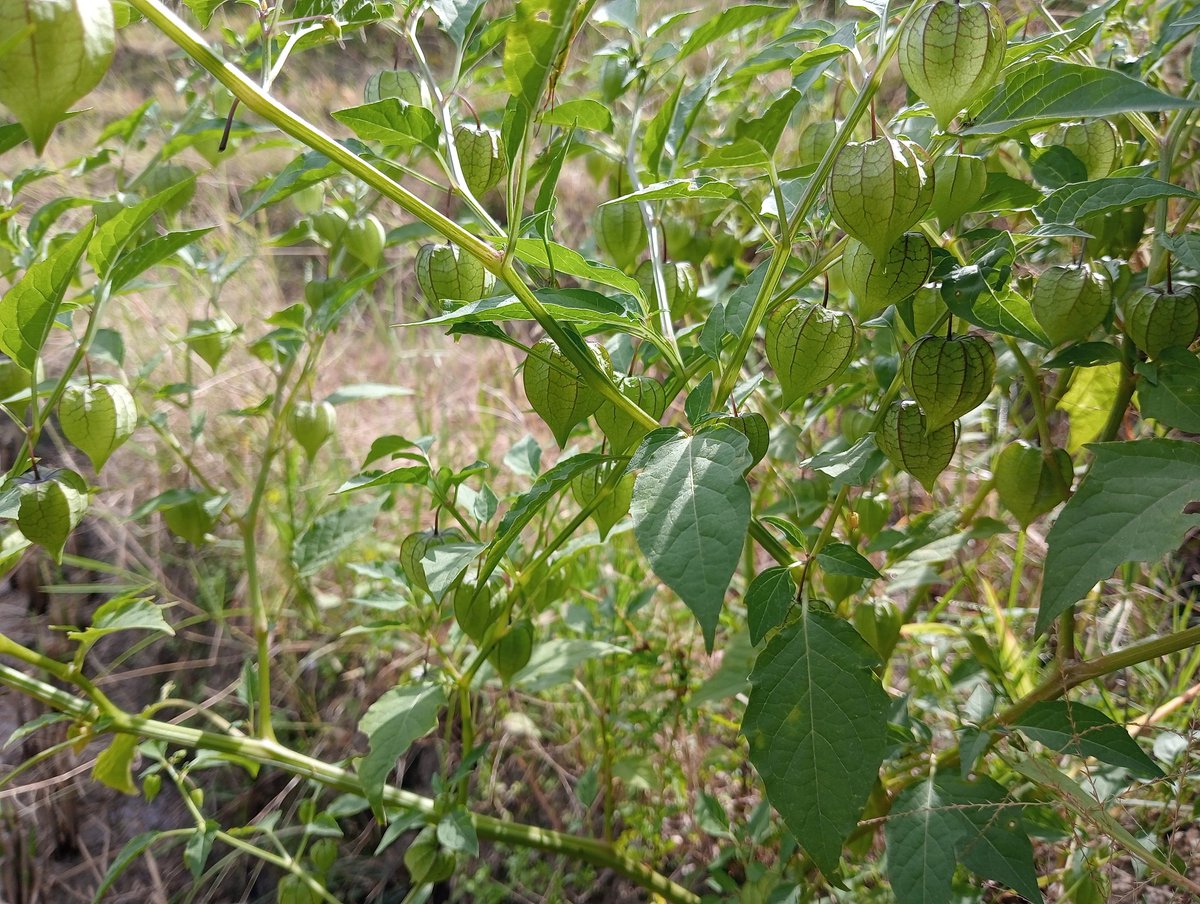 IgSu Serasa tweet media