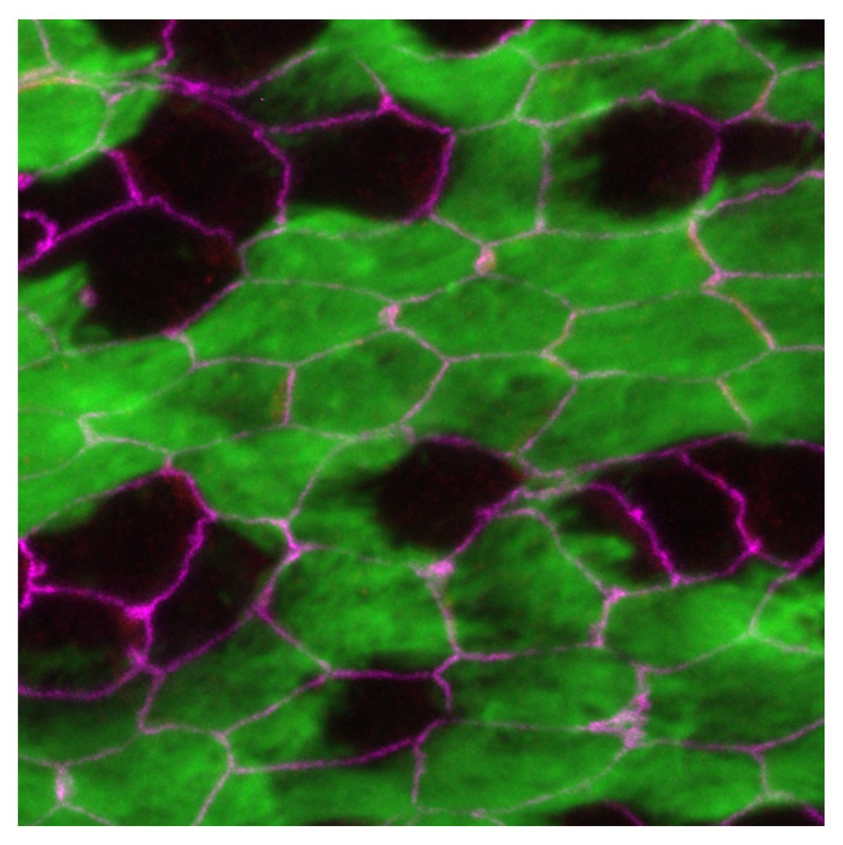 基礎生物学研究所広報室 NIBB tweet media