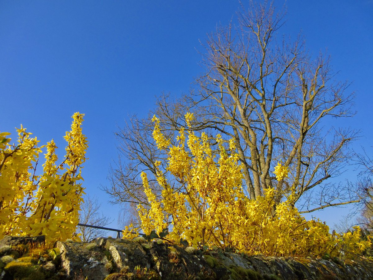 Susan Danielis Marshall tweet media