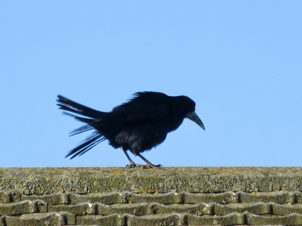 Susan Danielis Marshall tweet media