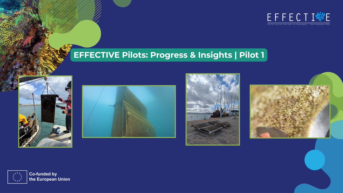 EFFECTIVE-Project tweet media