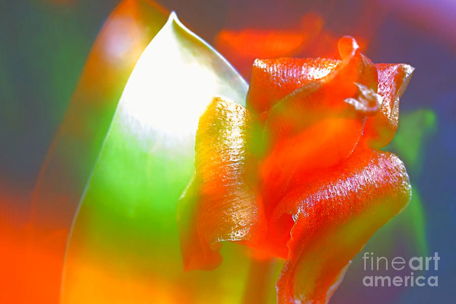 photographervin's tweet image. #Spring #Colors
 alexander-vinogradov.pixels.com/featured/sprin…
#nature #happy #abstract #art #flowers #love #peace #floral #garden #botanical #AlexanderVinogradovphotography #giftideas #BuyIntoArt #ayearforart #wallart #homedecor #interiordesign #artforsale #artprints #photography #fineartphotography