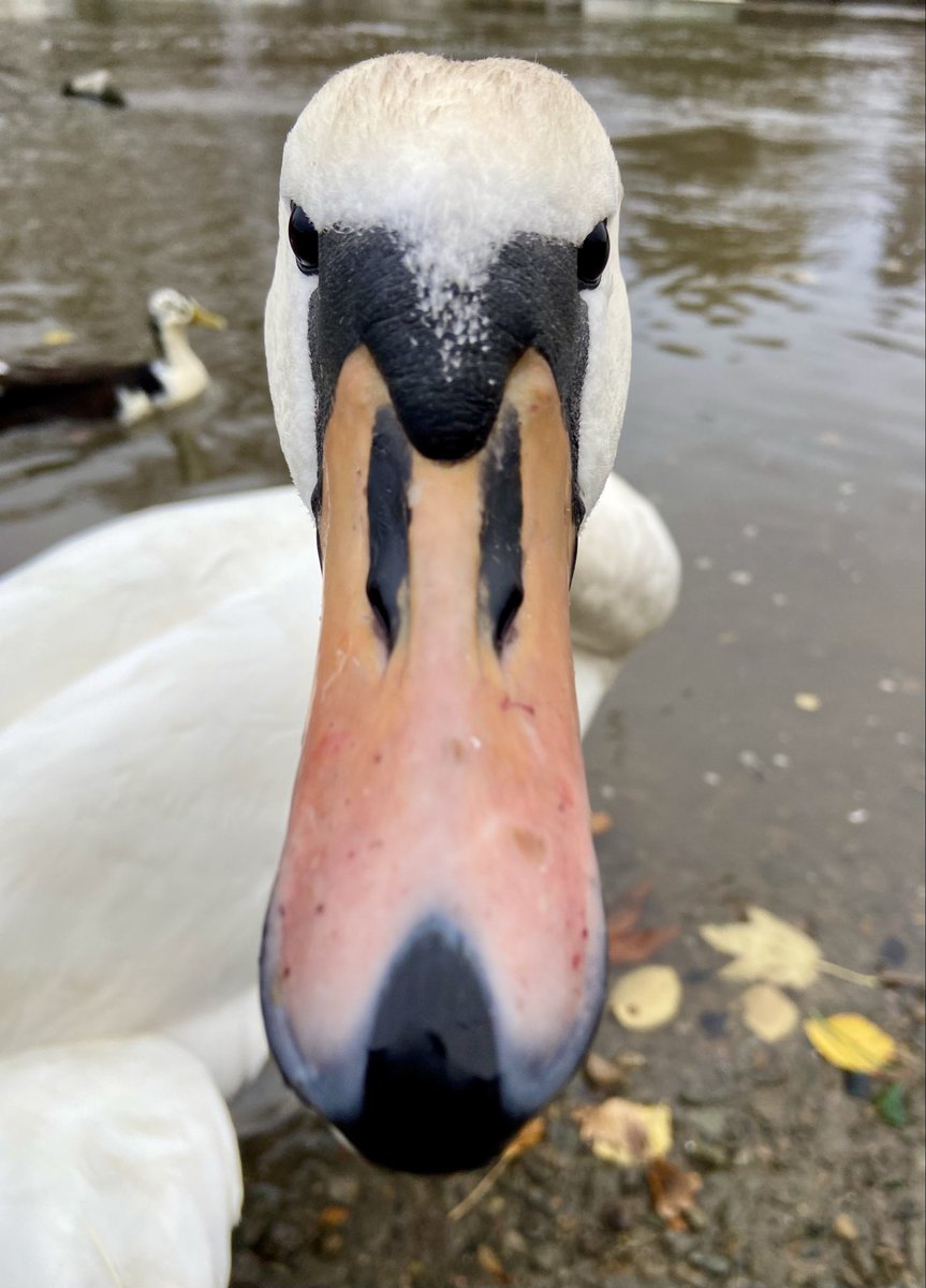 Thomas Vye tweet media