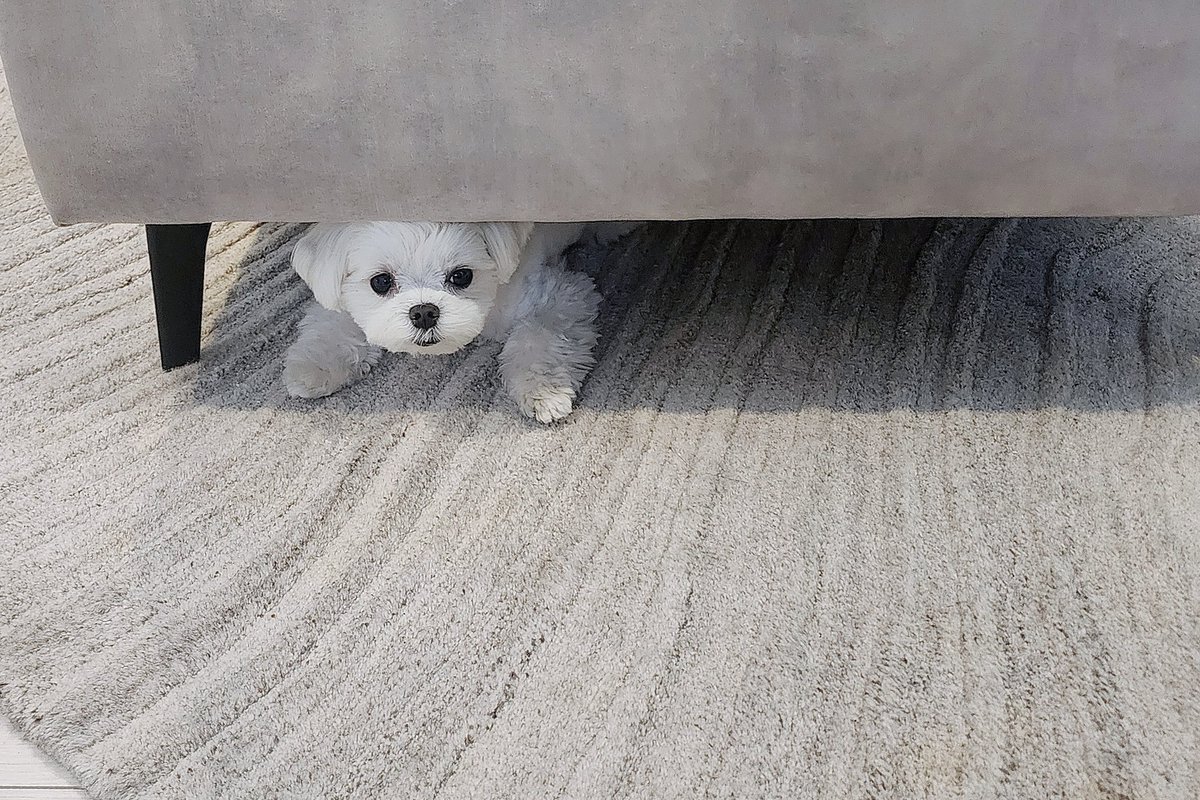 やさしいいぬちゃん tweet media