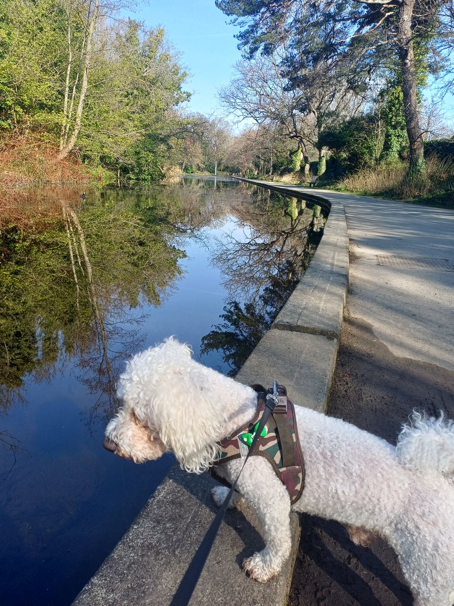 John Mcc 🙋➕️🐶 Buddy. 💚☘️ tweet media