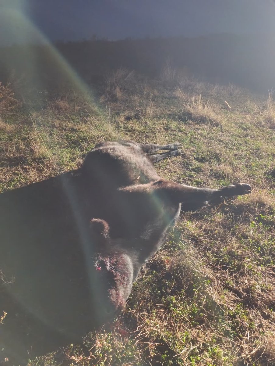 SDVE - INTA Balcarce tweet media