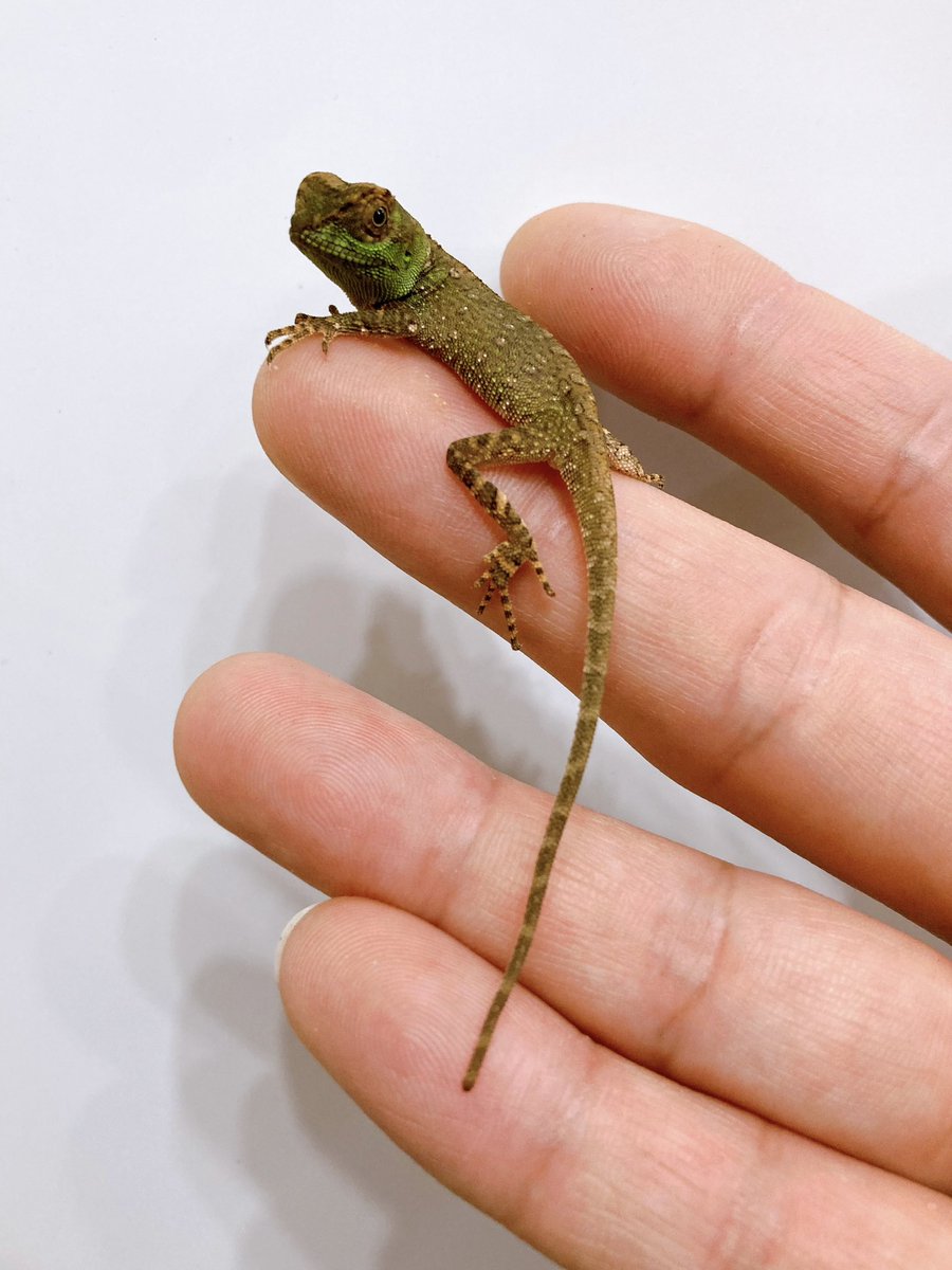 ELMER l エルマー@4/26(日) JH静岡 tweet media