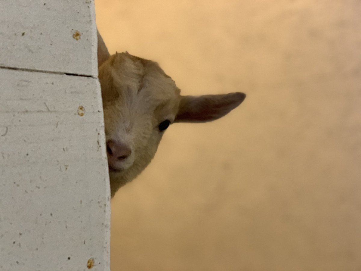 Card Goat tweet media