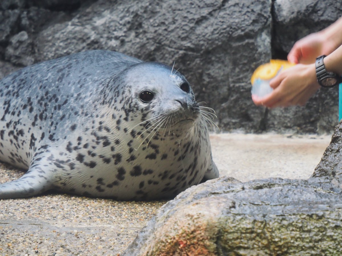 海獣先輩 tweet media