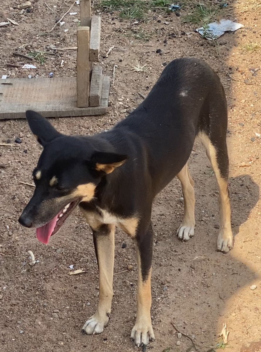 Adeshina Adetunji tweet media