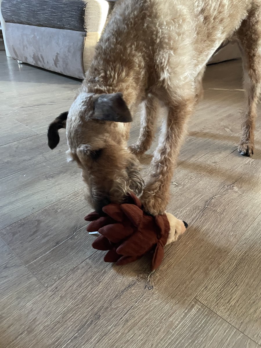 #dogsoftwitter Pebble's breakfast is ALWAYS a treasure hunt but once we are travelling hide options are limited (in comparison to home). We got him Layerz Forage Hedgehog from <a href="/bemorebob2/">BeMoreBob</a> and no surprise he loves it! 
Easy to fill with goodies and easy to hide!
🦔🐾😋