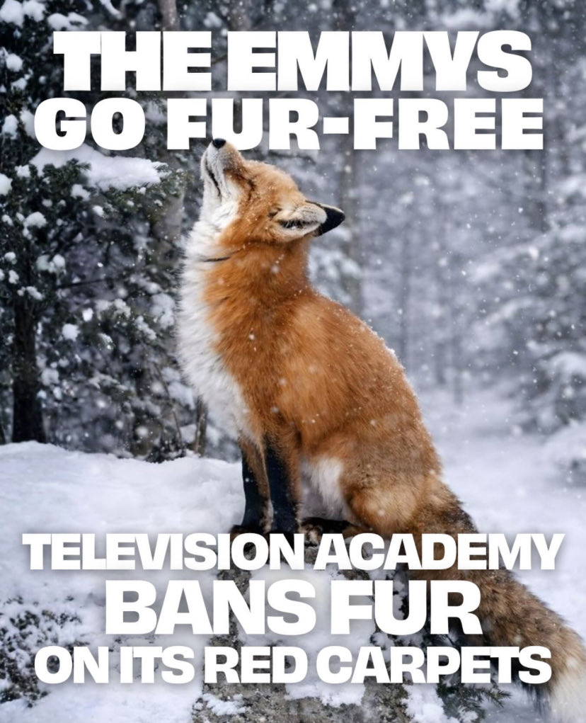 Animal Save Türkiye tweet media