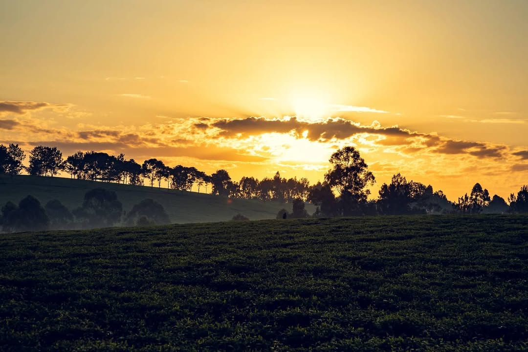 Katumba Badru Sultan tweet media