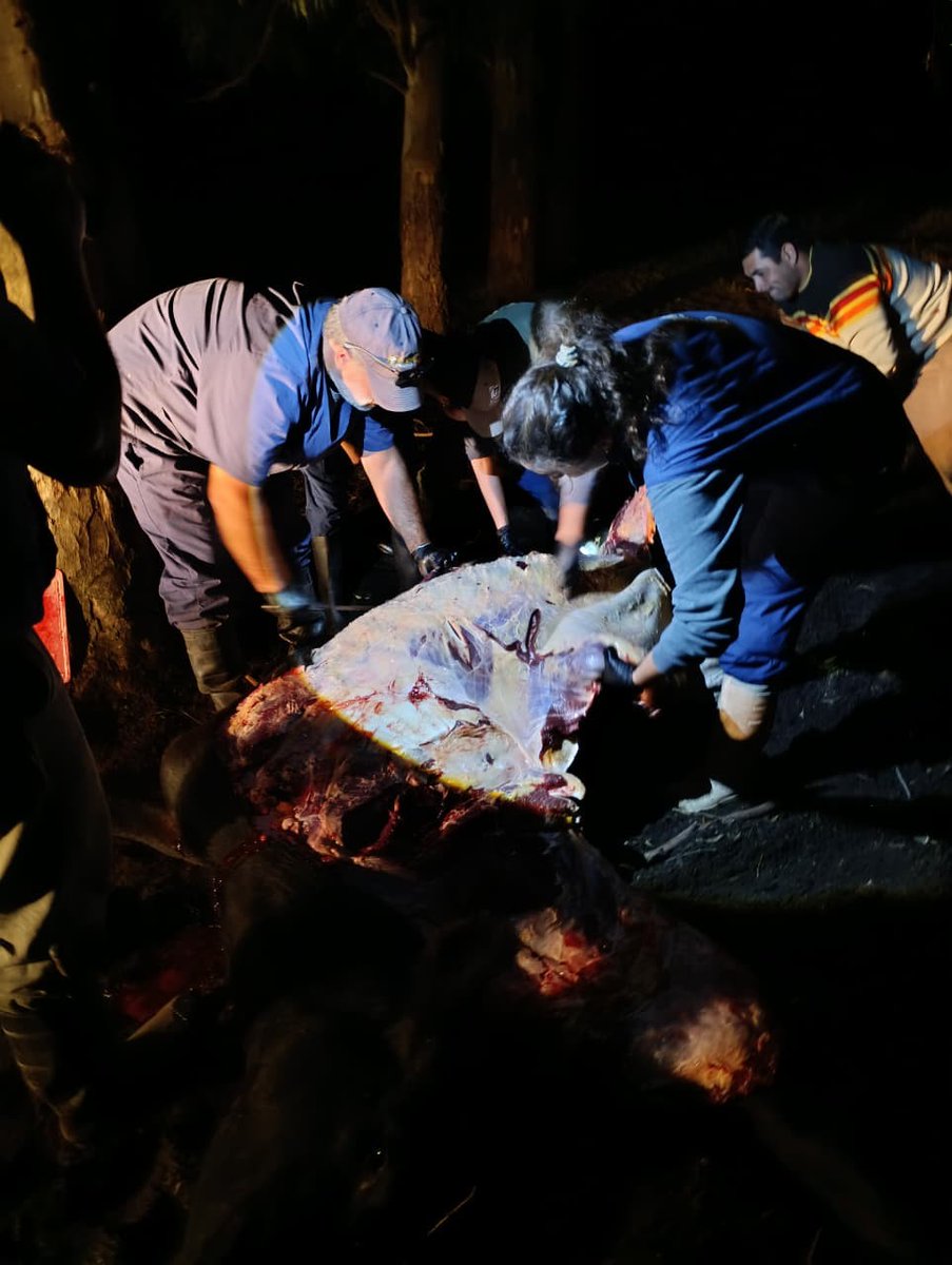 SDVE - INTA Balcarce tweet media