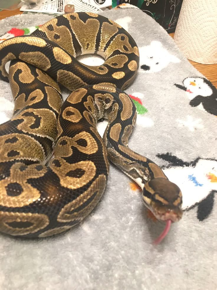 Adekunbi🌹❤️ tweet media