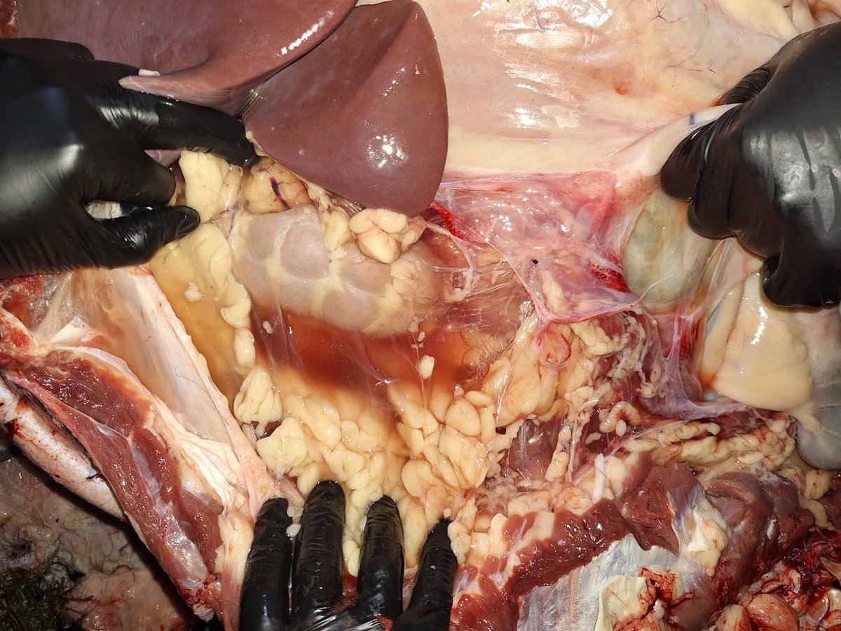 SDVE - INTA Balcarce tweet media