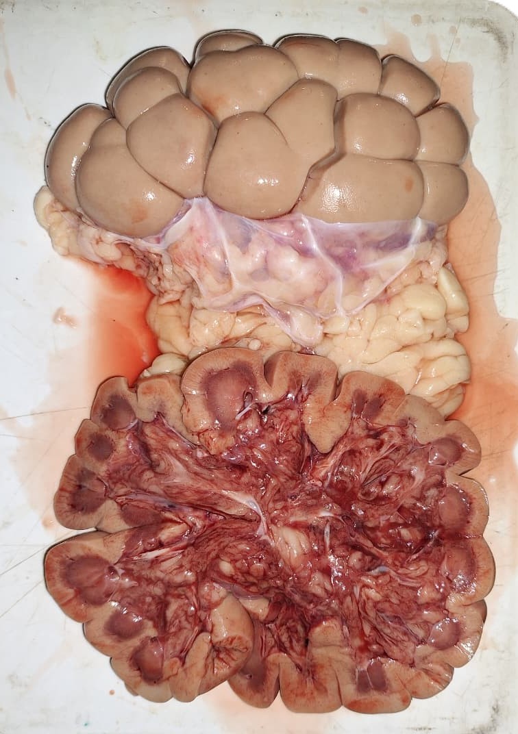 SDVE - INTA Balcarce tweet media