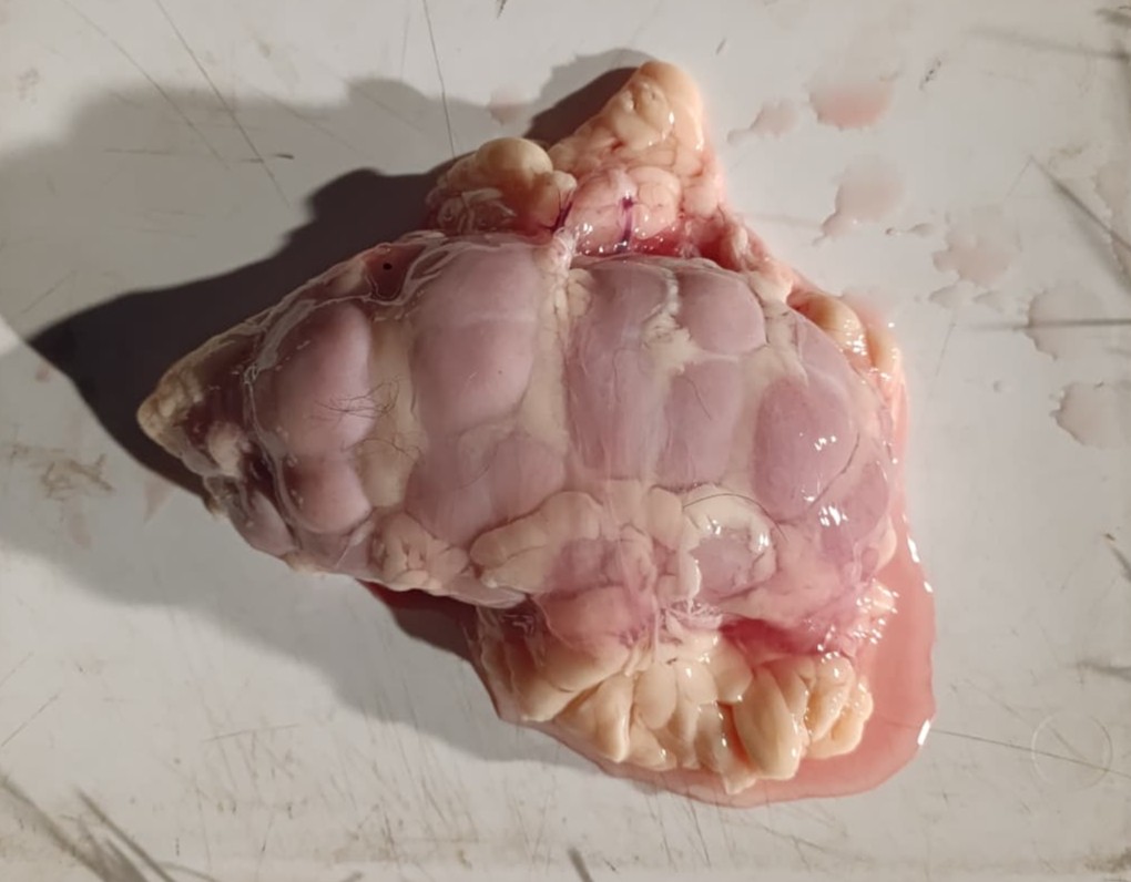 SDVE - INTA Balcarce tweet media