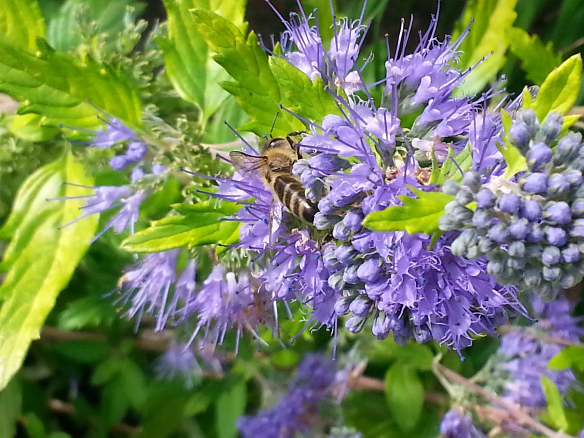 When it comes to flowering shrubs, the calendar isn’t the boss — the buds are. Once you understand where those flower buds are formed, pruning becomes far less mysterious and far more successful. Learn more at: theflowerbincolorado.blogspot.com