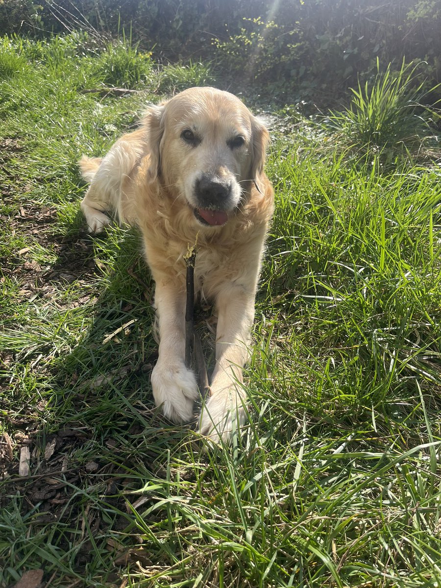 Bärchen tweet media