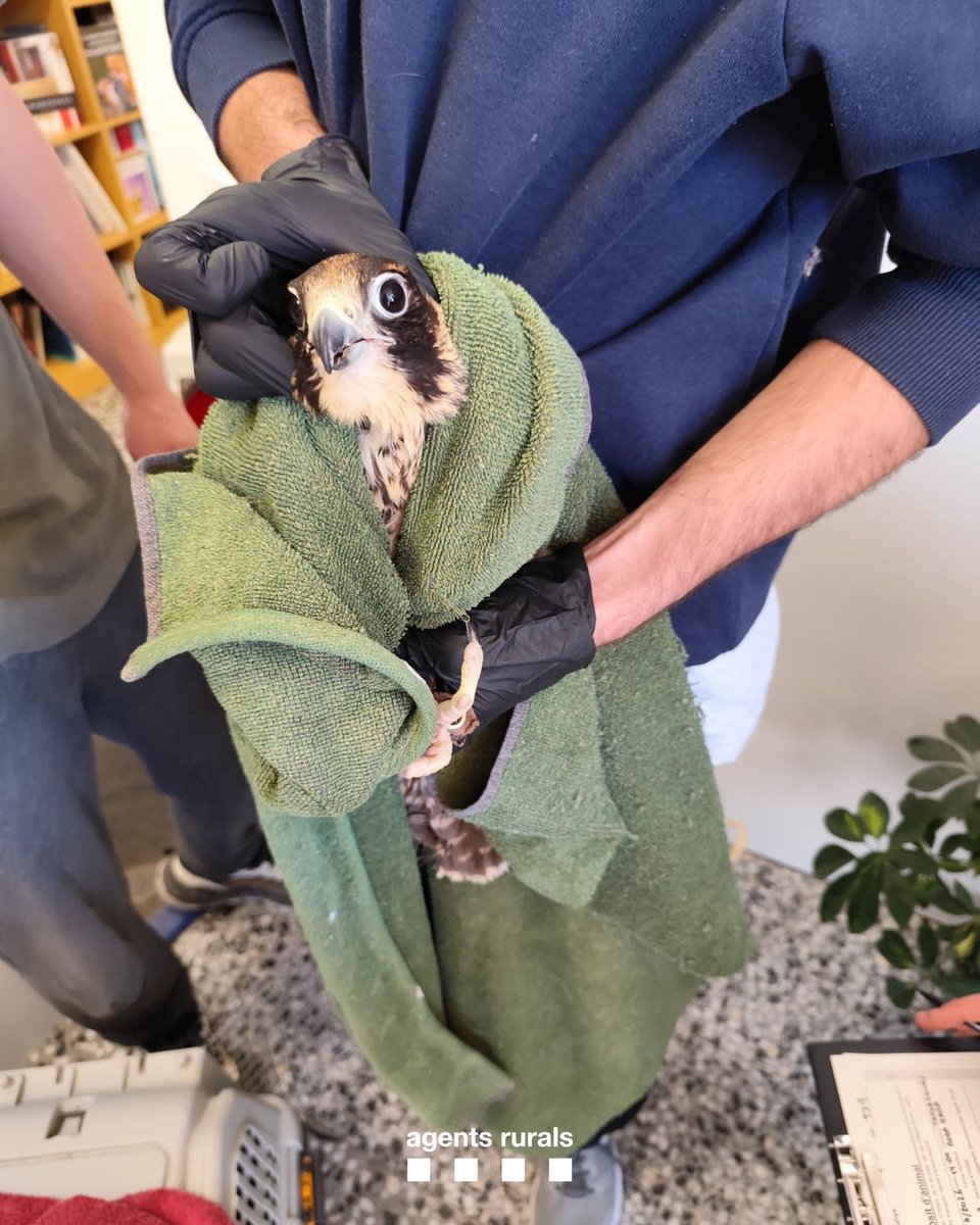 Agents Rurals tweet media