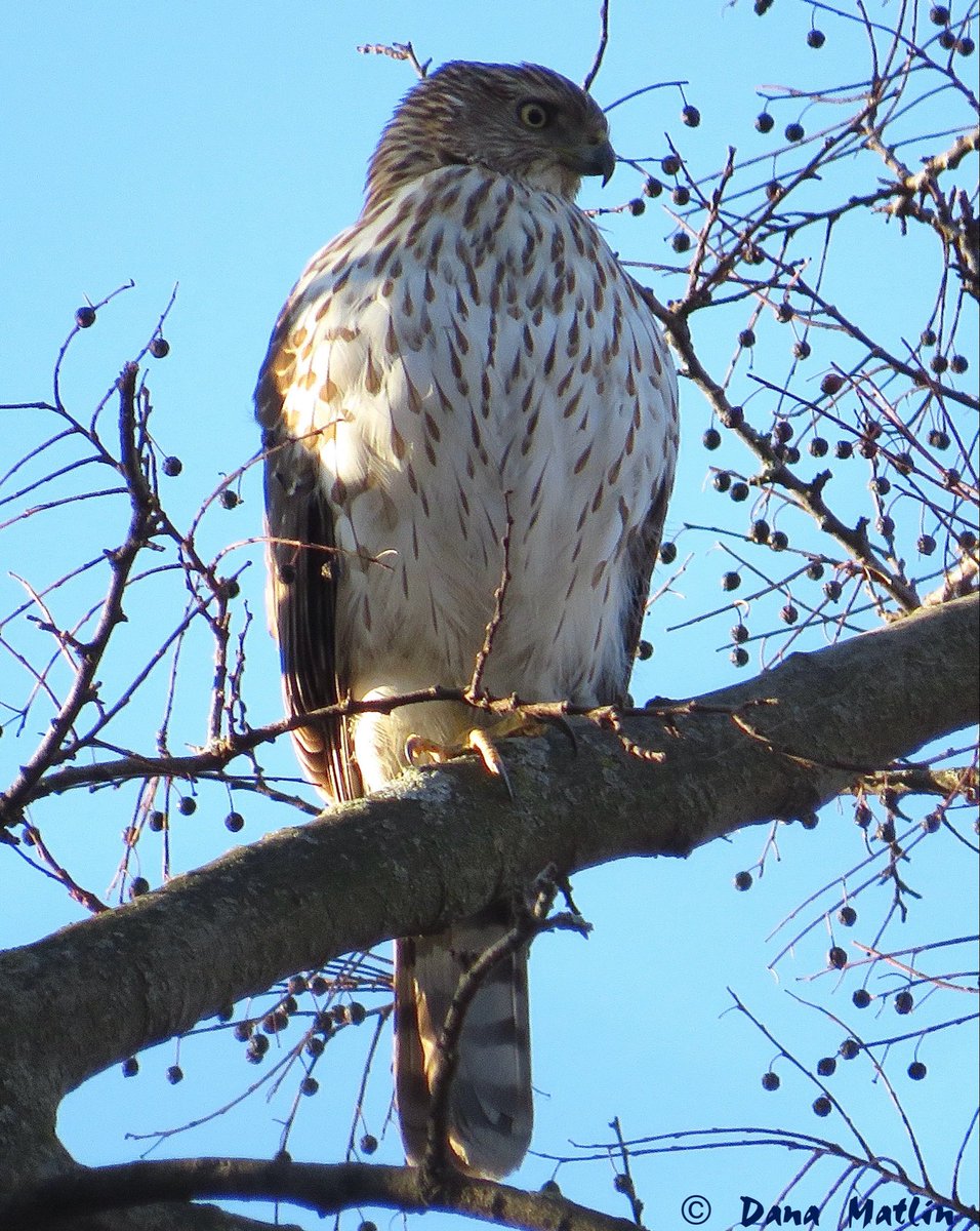 DanaMNYC tweet media