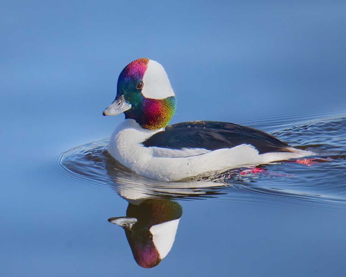 Ruben Giron tweet media