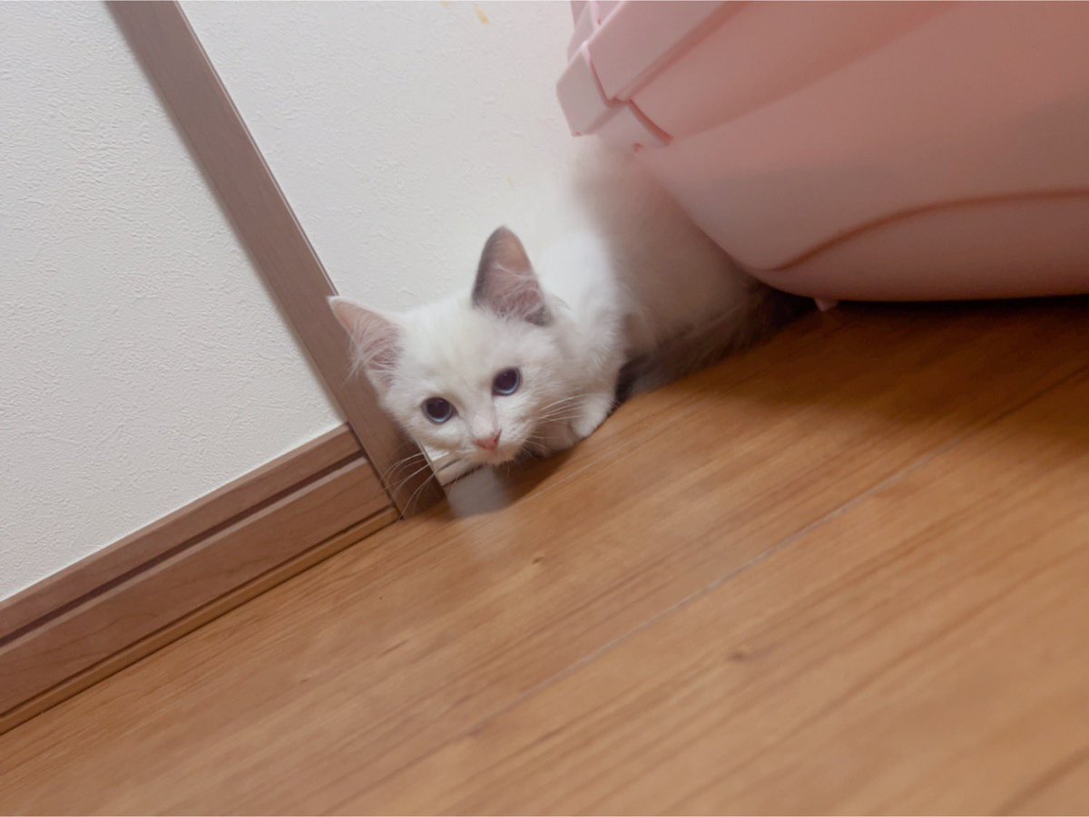 ねこてん tweet media