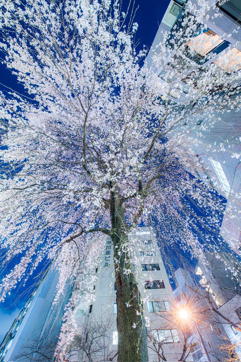 東京で桜開花宣言 平年より4日早いスタート